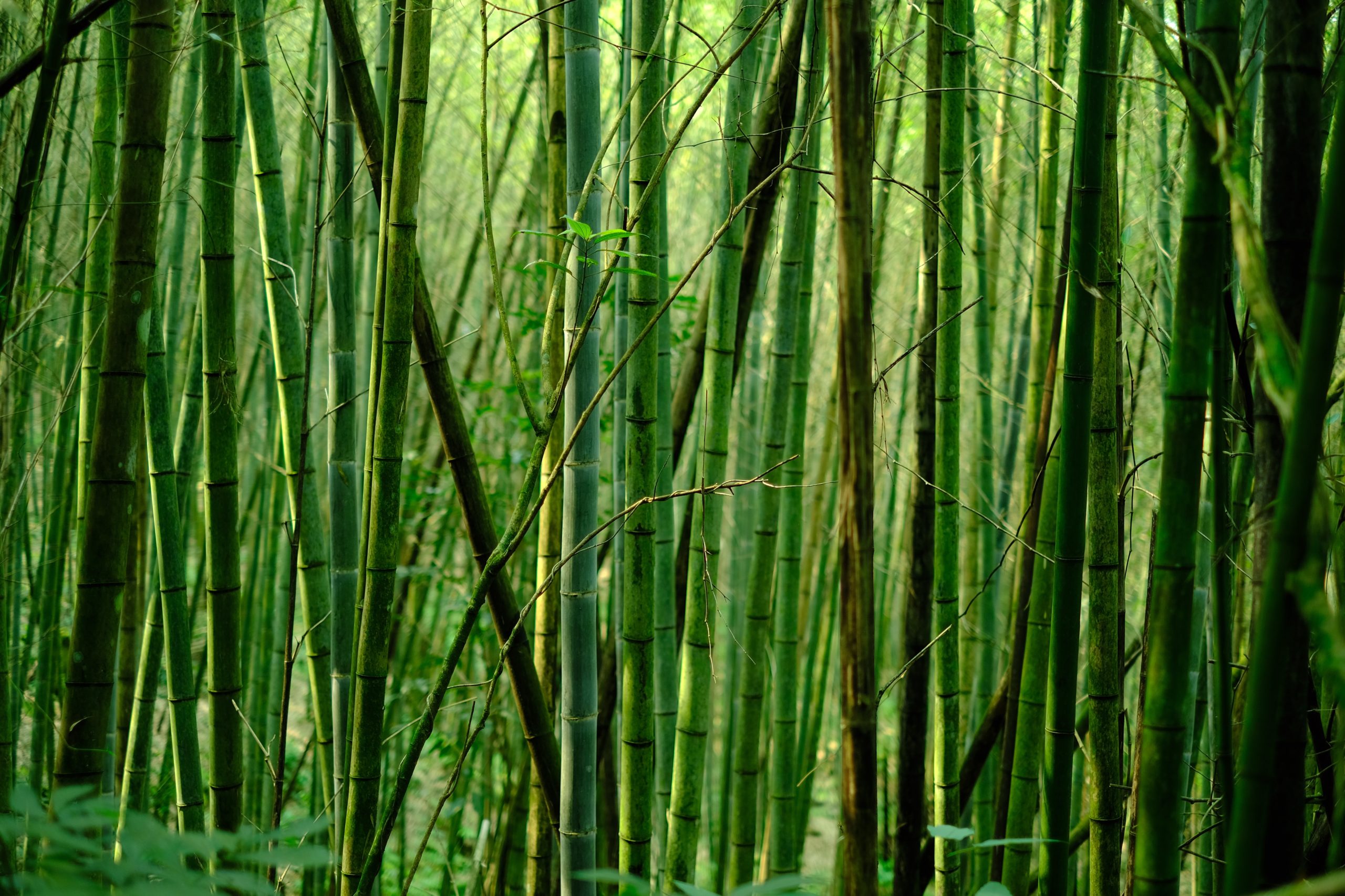 Breaking the Bamboo Cross: Asians in Christian Leadership Positions